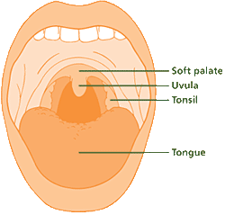 Uvula Mouth