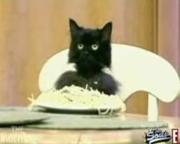 Spaghetti Cat, I love you.